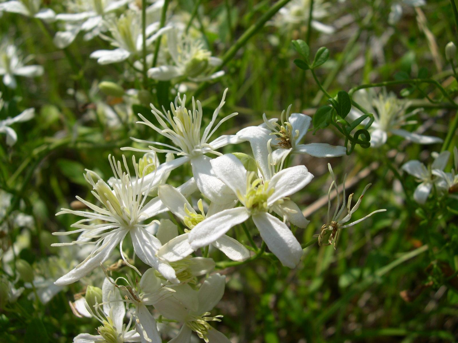 Clematis vitalba